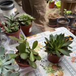 Talleres de Jardinería en el Huerto del CRL de Villaverde para impulsar la formación y la Participación Comunitaria