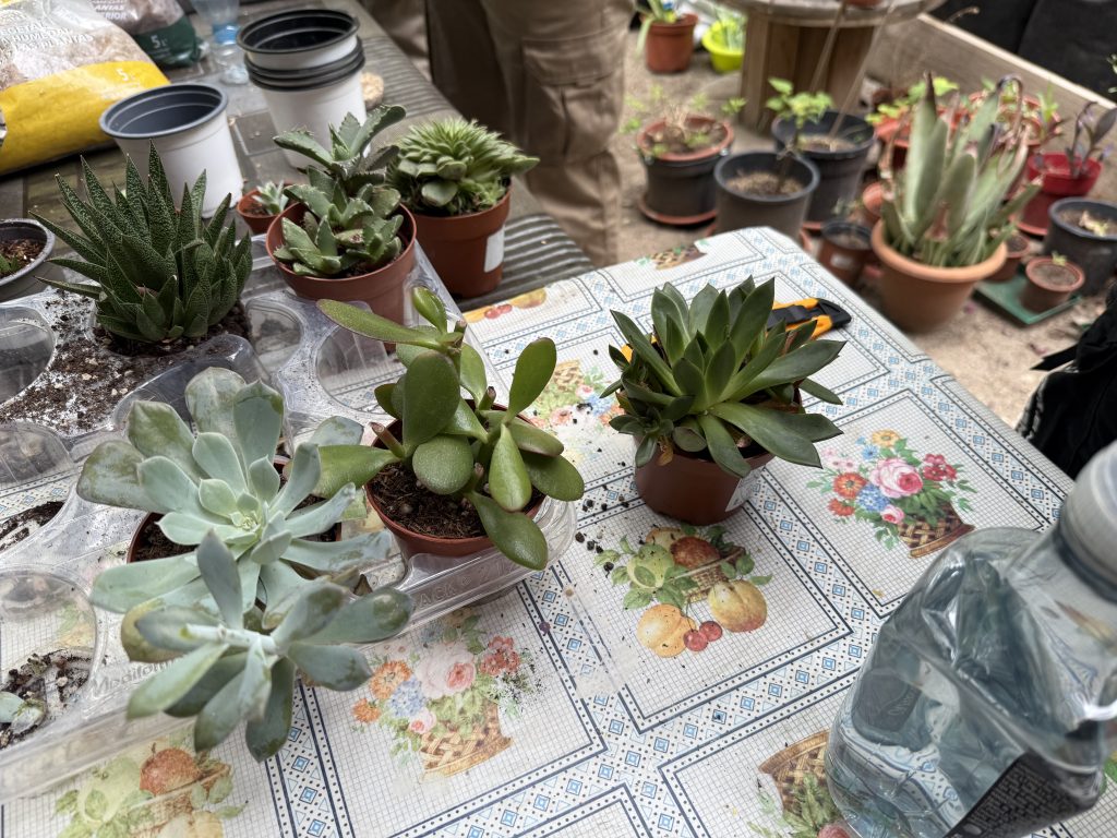 taller-jardineria-fundacion-buen-samaritano-2