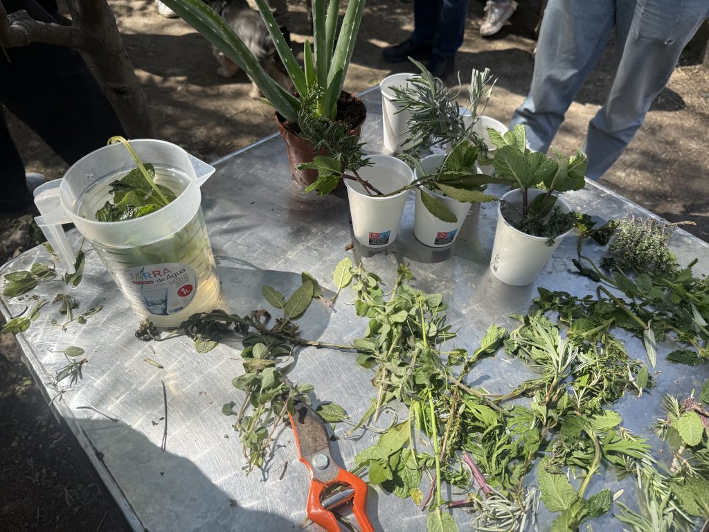 plantas-medicinales-fundacion-buen-samaritano-3
