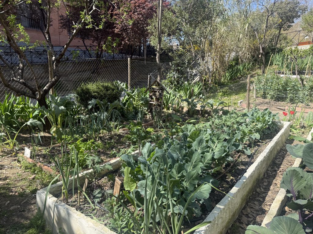 plantas-medicinales-fundacion-buen-samaritano-4