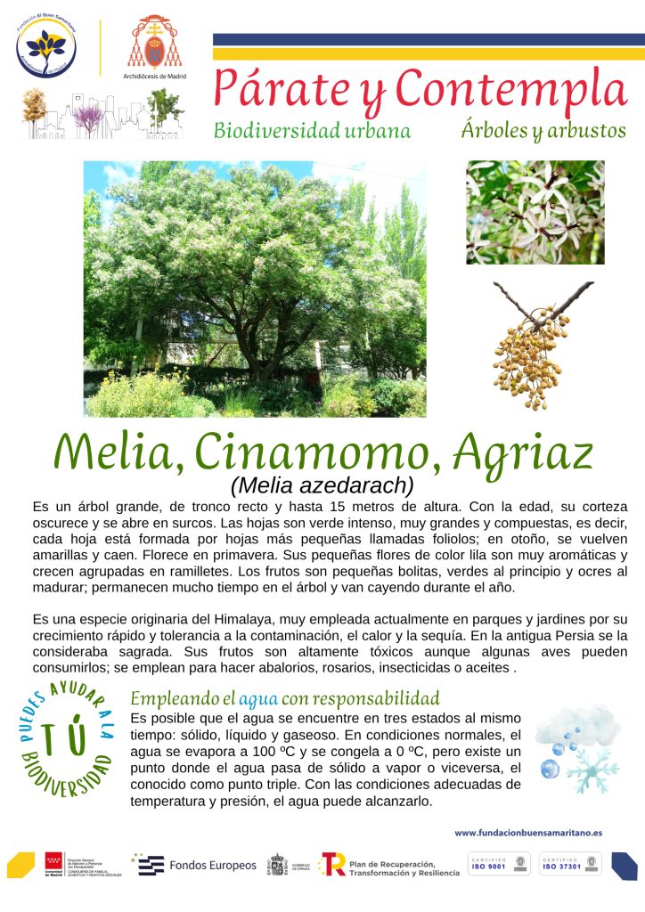 Párate y contempla. Melia