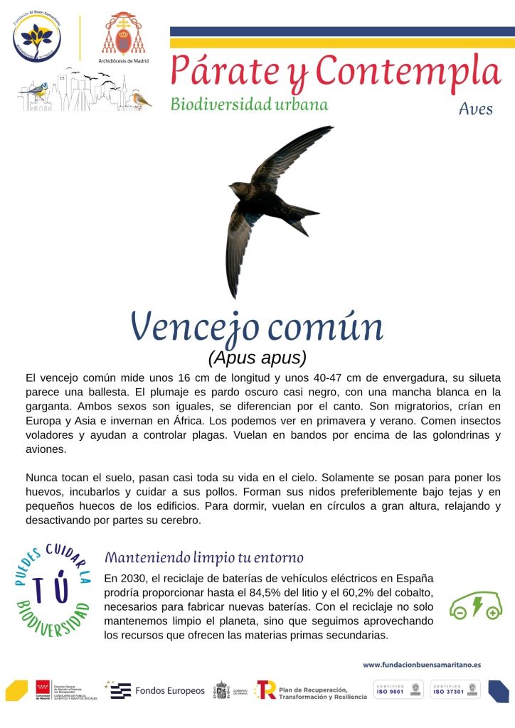 Párate y contempla. Vencejos
